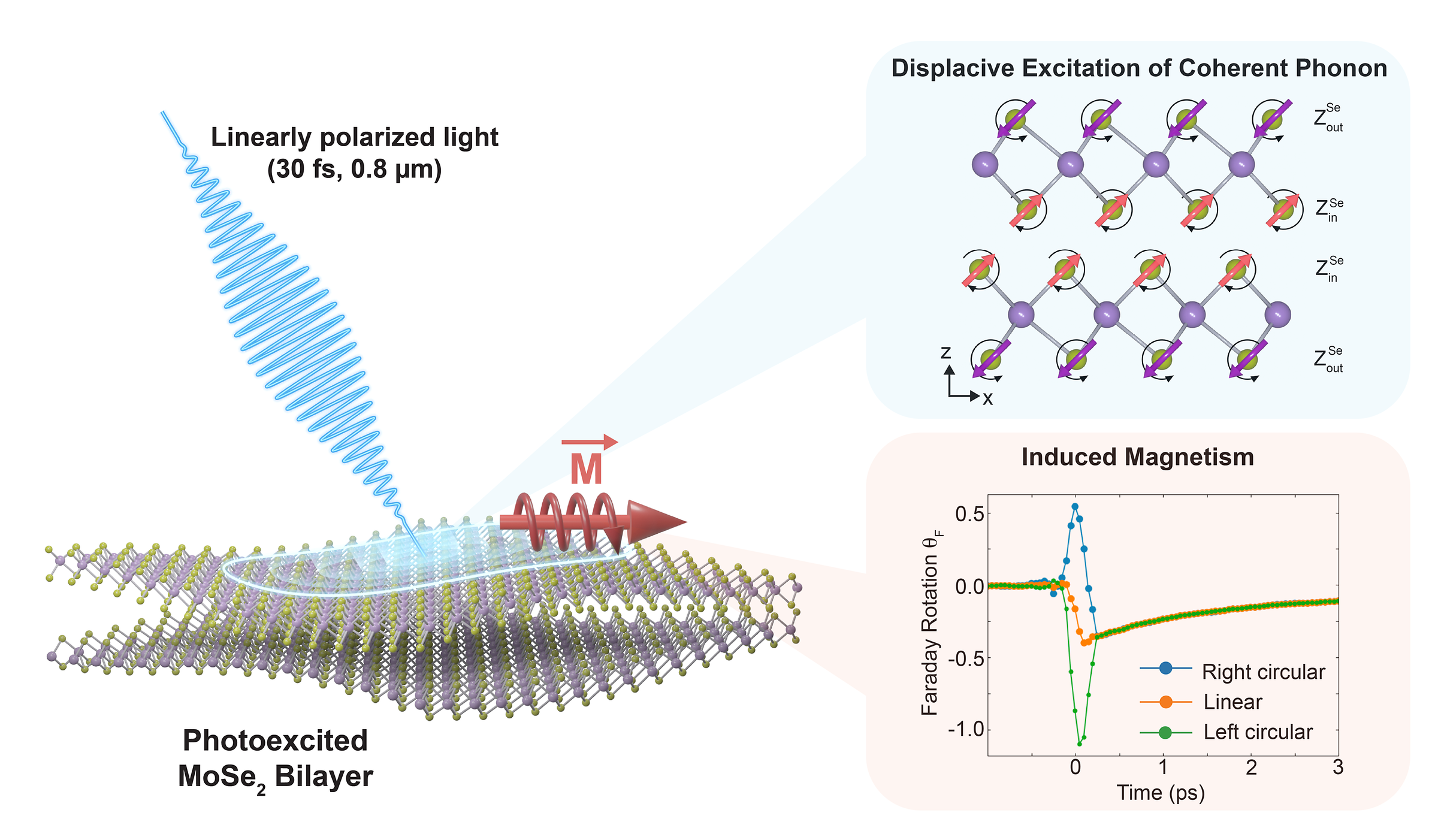 [김동언 교수] Linearly polarized light-induced magnetism in bilayer MoSe₂
